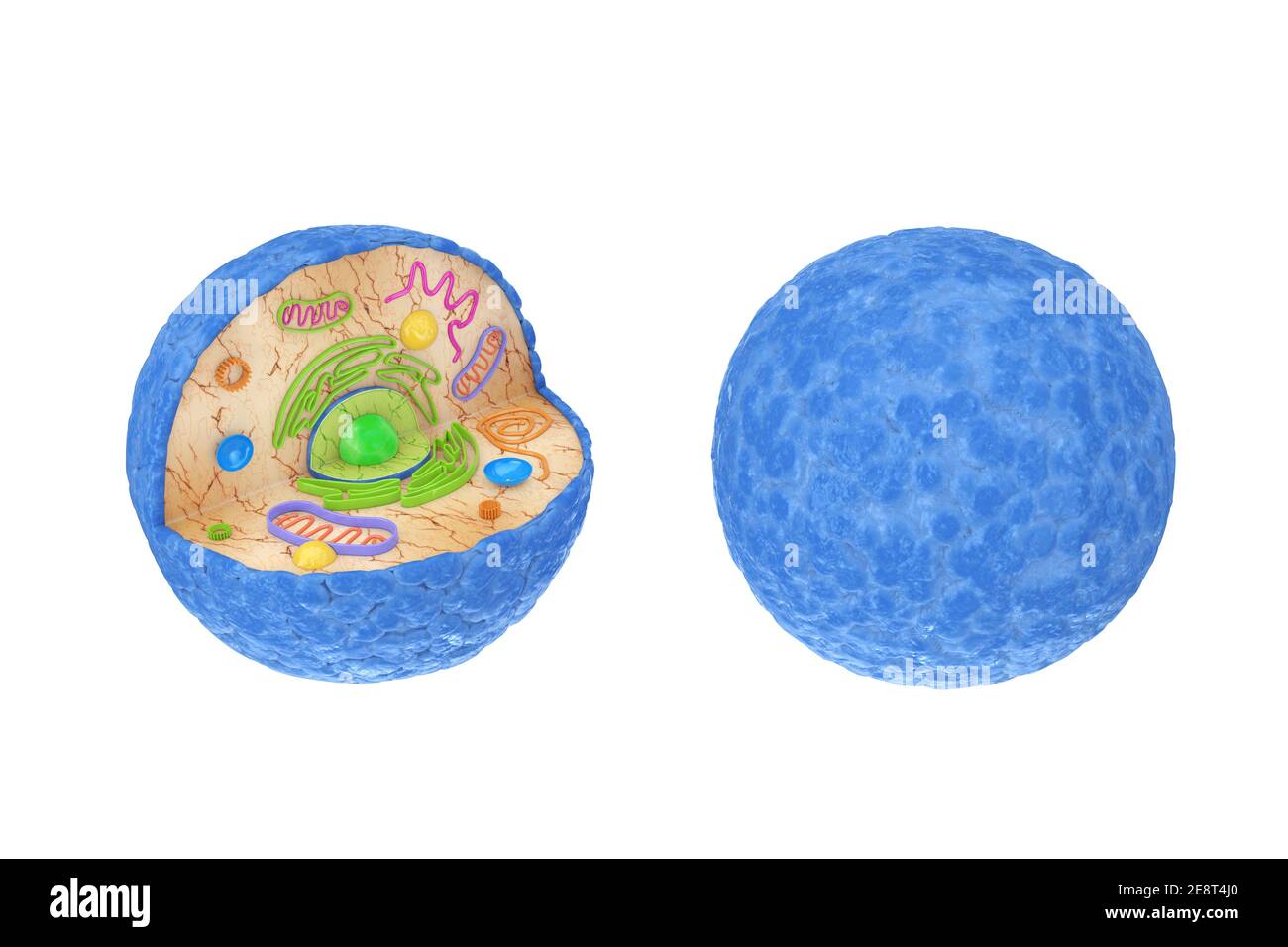 Internal Diagram Structure of Human Cell on a white background. 3d Rendering Stock Photo - Alamy Internal Diagram Structure of Human Cell on a white background. 3d Rendering Stock Photo - Alamy
