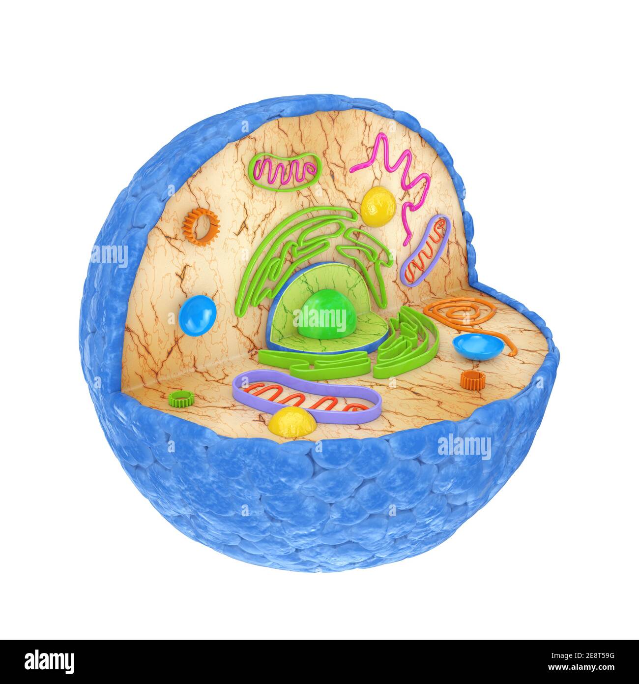 Human Cell Model Biology Diagrams