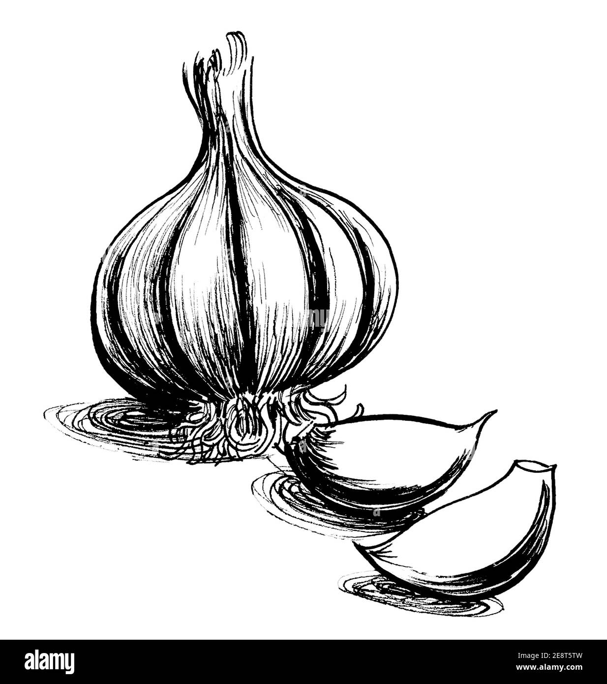 Bunch of garlic. Ink black and white drawing Stock Photo