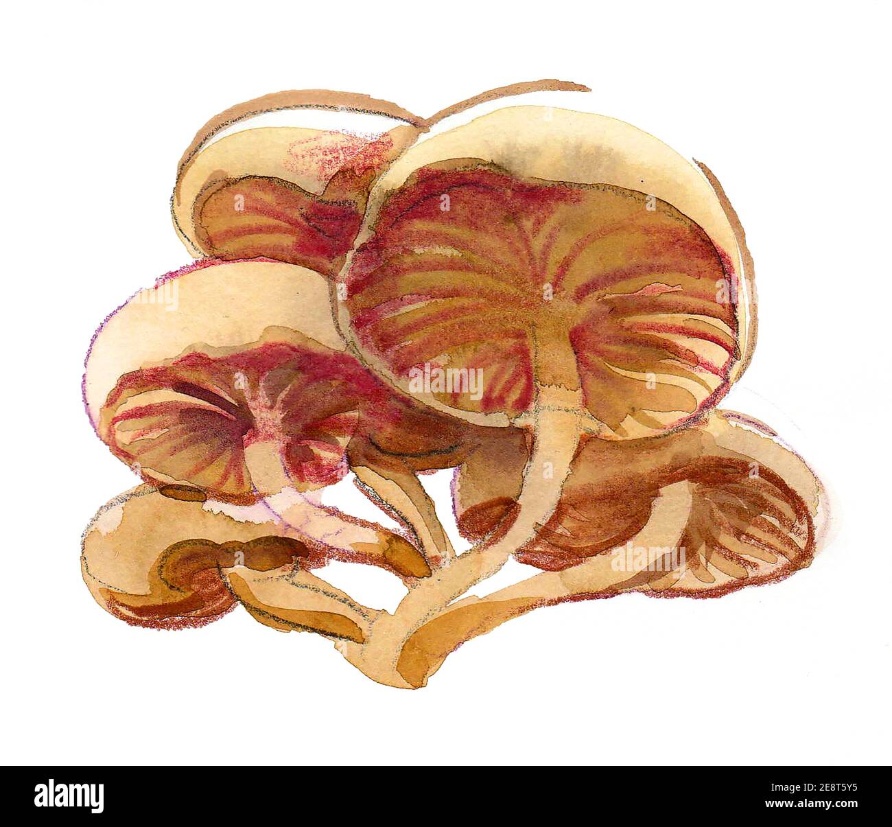 Bunch of mushrooms. Ink and watercolor drawing Stock Photo