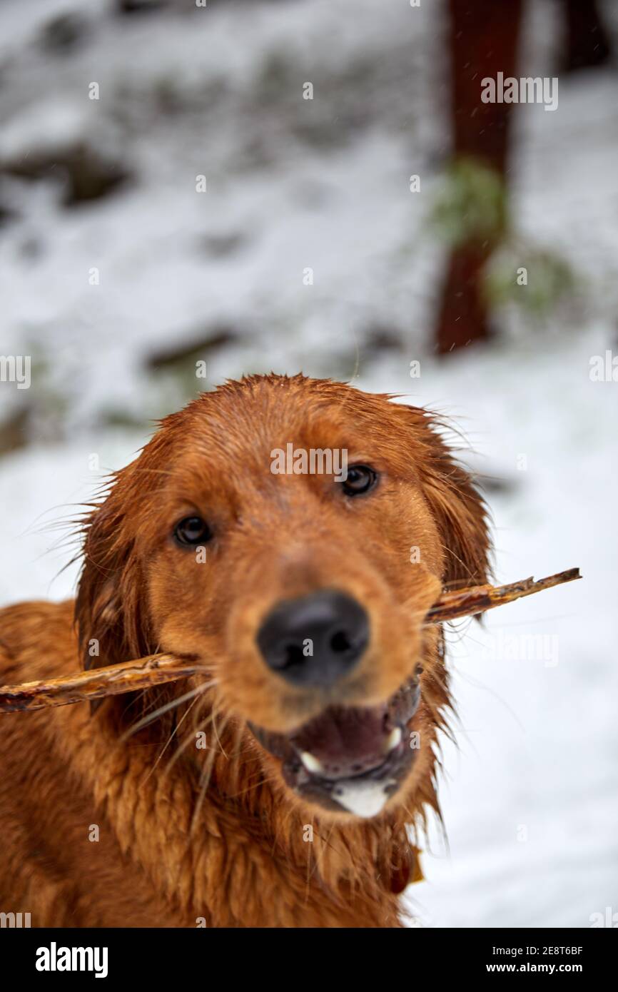 Golden Retreiver Dog holding stick in snow Stock Photo Alamy