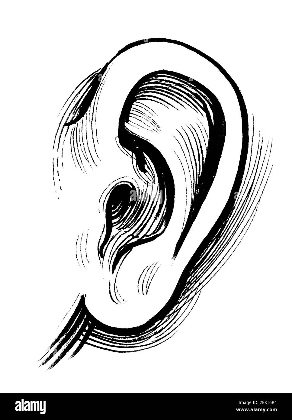 Ink black and white drawing of a human ear Stock Photo