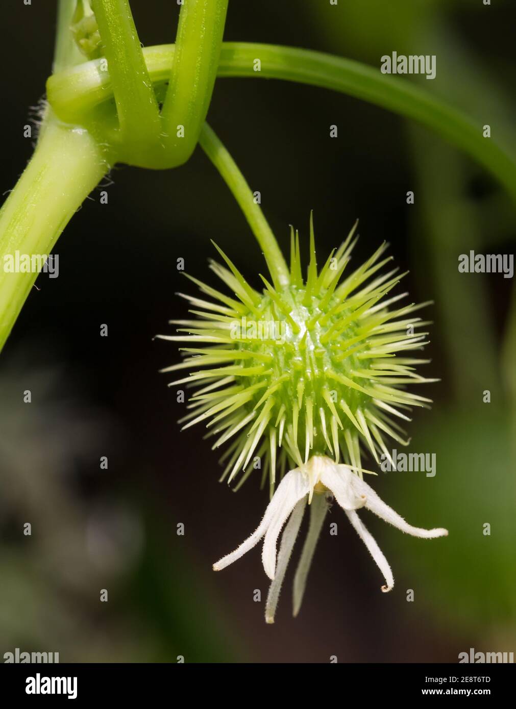 White flower and young fruit of wild cucumber or Echinocystis lobata close up with blurred selective focus background Stock Photo