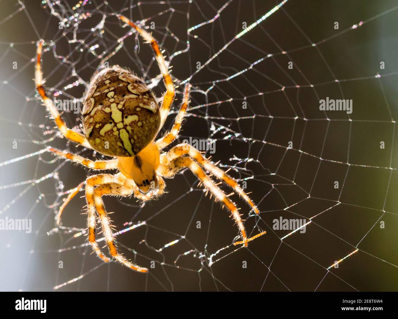 Паук крестовик сибирский. Паук крестовик дальневосточный. Паук с крестом. Паук крестовик крупный. Паук крестовик самка.