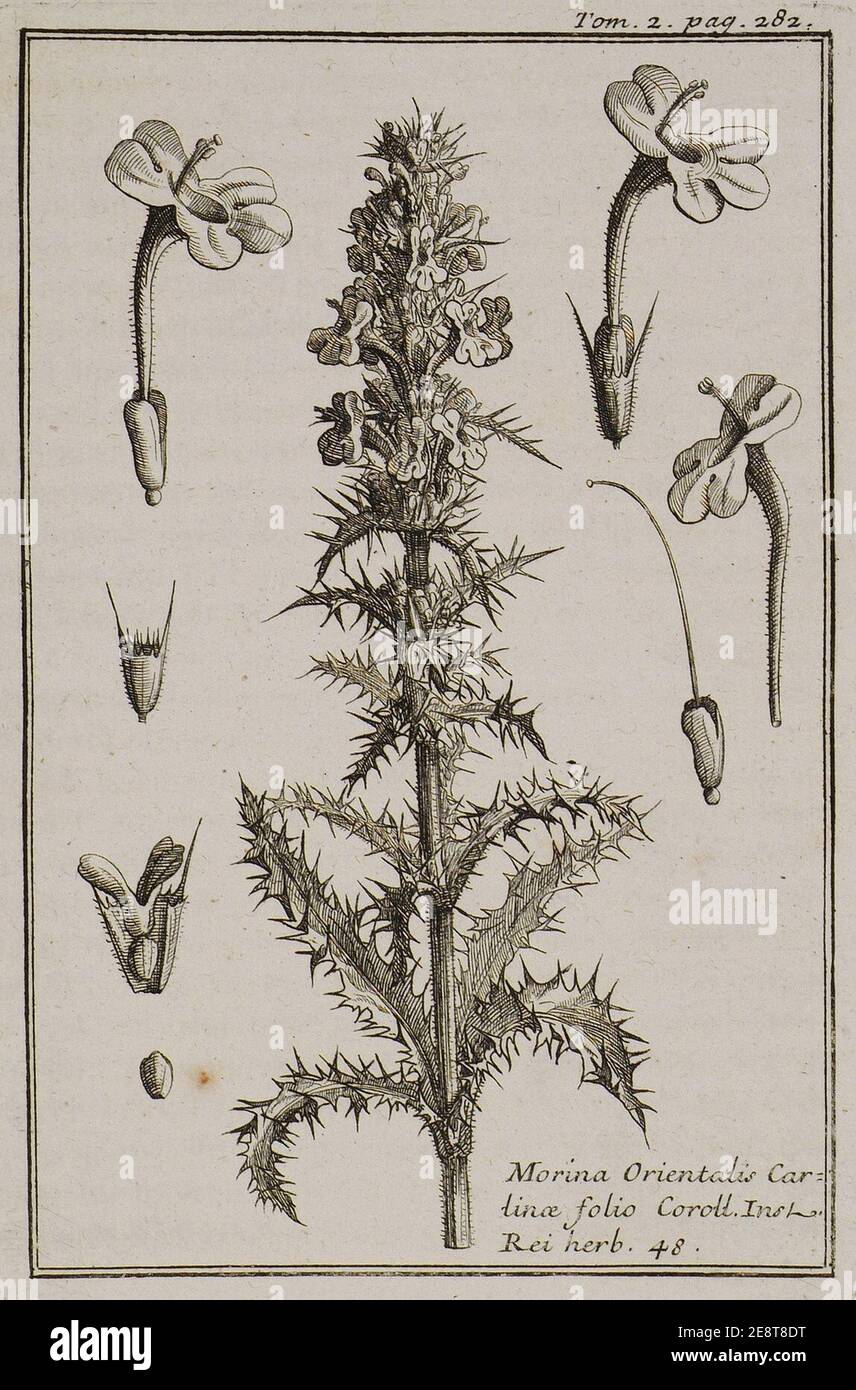 Morina Orientalis Cartinae folio Coroll Inst Rei herb 48 - Tournefort Joseph Pitton De - 1717. Stock Photo