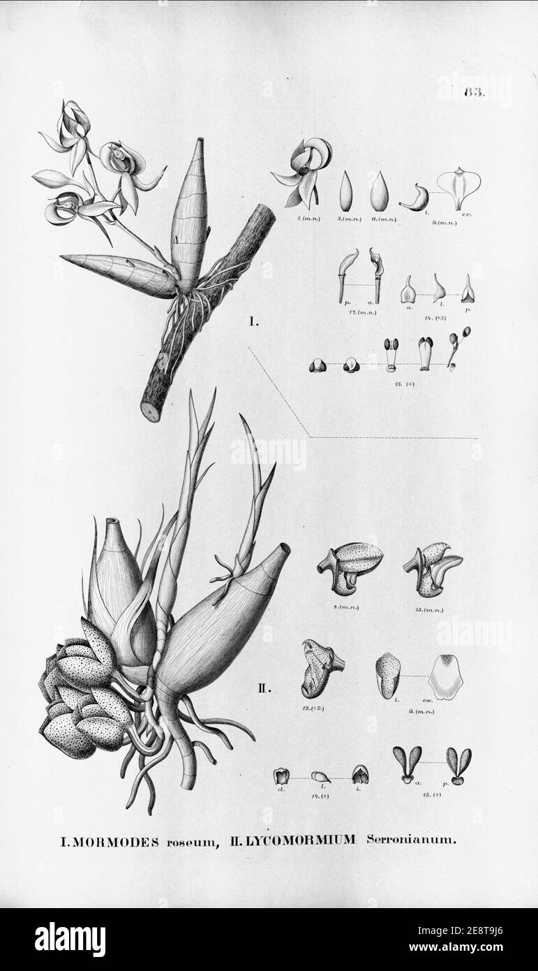 Mormodes rosea (as Mormodes roseum) - Peristeria serroniana (as Lycomormium serronianum) - Fl.Br.3-5-083. Stock Photo