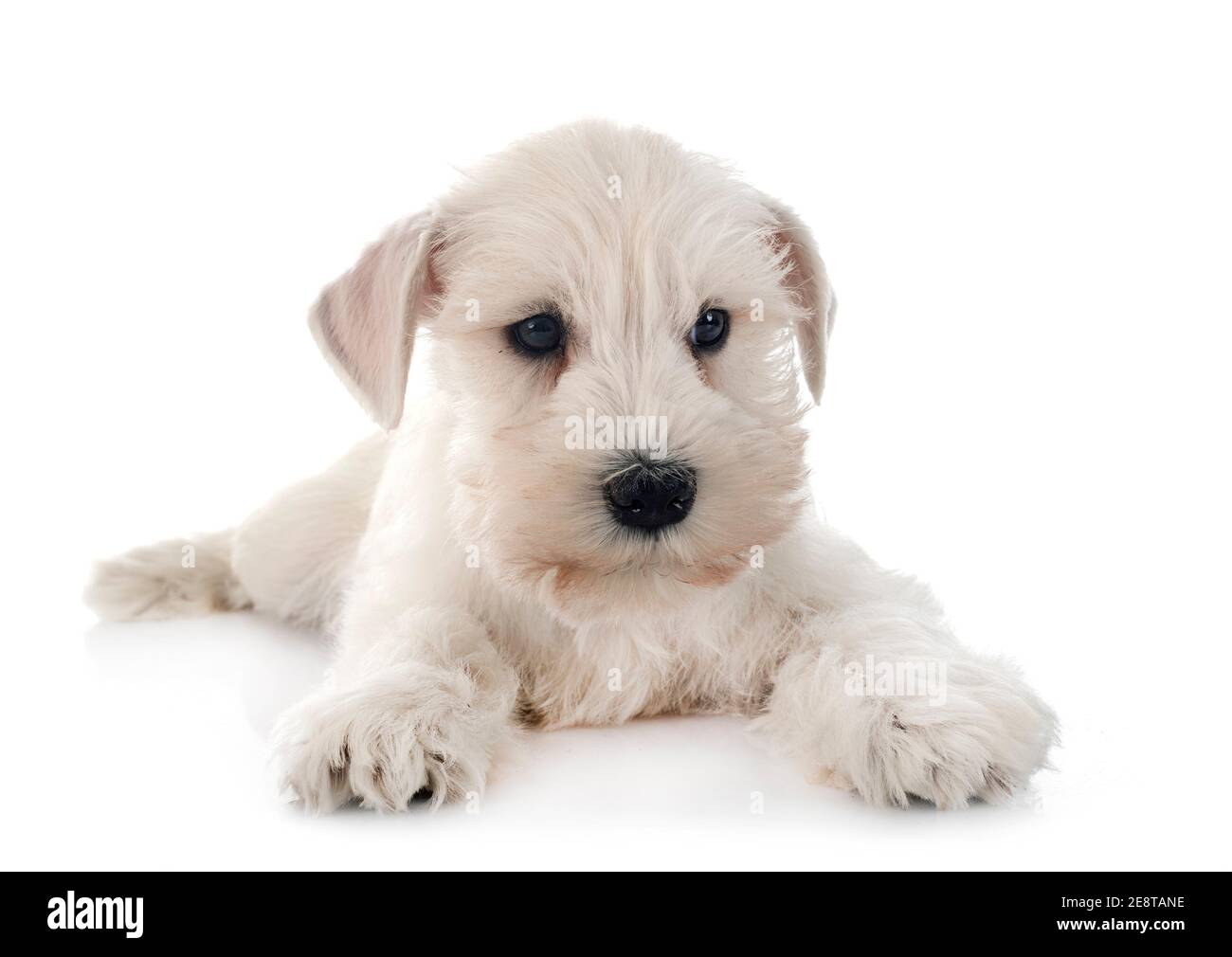 white miniature schnauzer in front of white background Stock Photo - Alamy