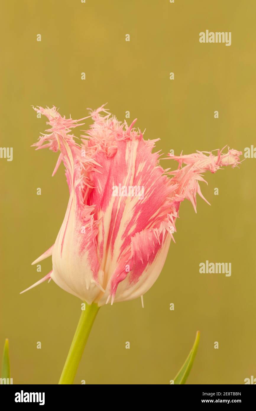Tulipa 'Huis ten Bosch', Pink Fringed Tulip Stock Photo