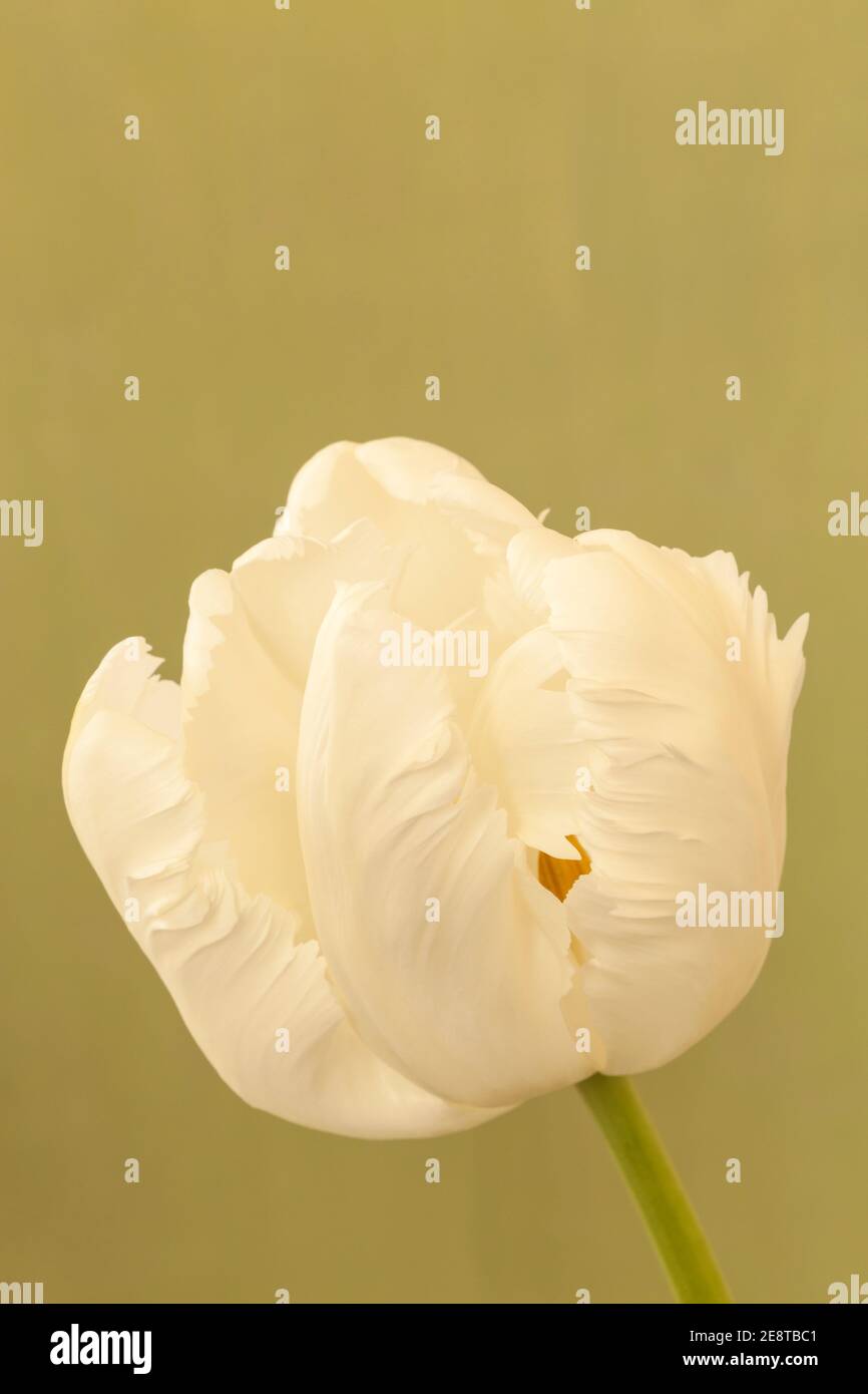 Tulipa “White Parrot”, White Parrot Tulip Stock Photo - Alamy