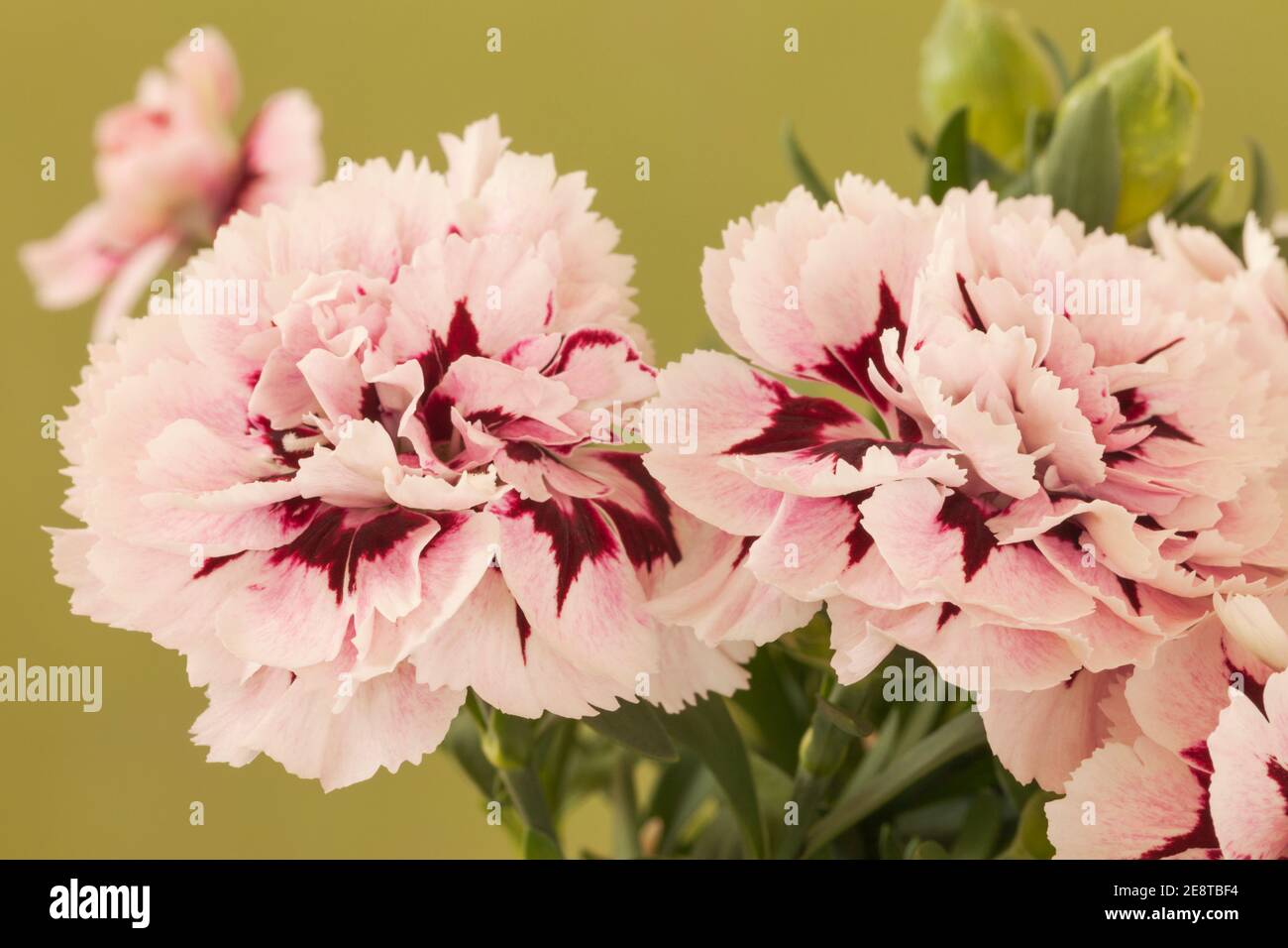 Carnation "Purple Star", Dianthus Stock Photo Alamy