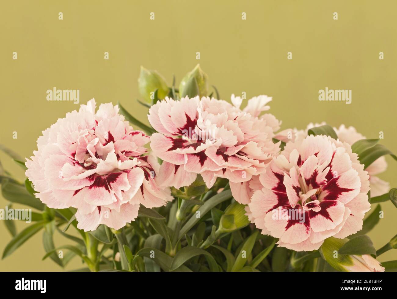 Carnation "Purple Star", Dianthus Stock Photo Alamy