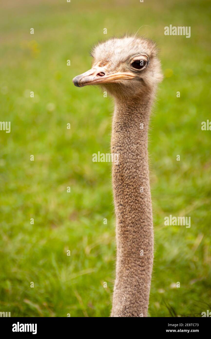 Ostrich portrait photography in freedom. Struthio camelus in Cabarceno natural park in Cantabria Stock Photo