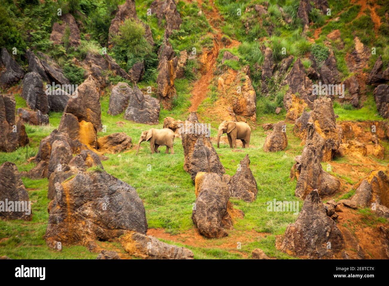Photograph of African elephants. Loxodonta africana in Cabarceno natural park in Cantabria Stock Photo