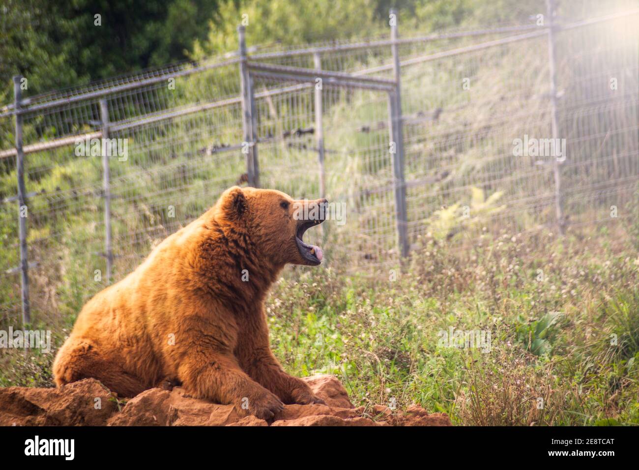 Photograph of brown bear. Ursus arctos in Cabarceno natural park in Cantabria Stock Photo