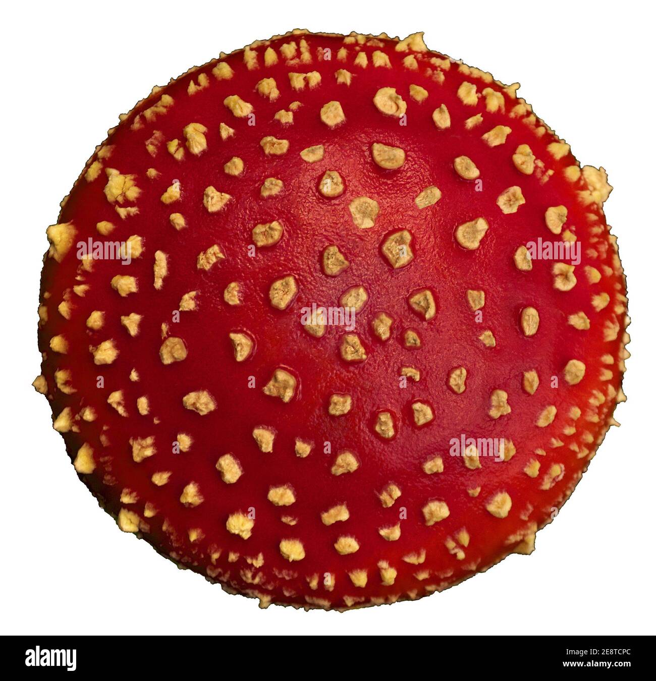 Top view of poisonous red and white amanita on white background Stock