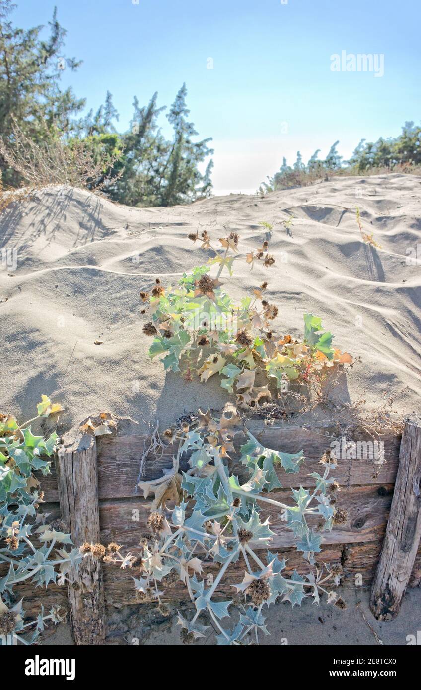 View of sand dunes in Sabaudia - Latina Italy Stock Photo
