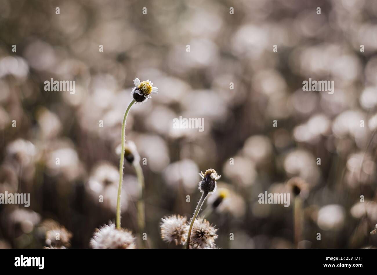 Coatbuttons Flower or Tridax Daisy with selective focus blooming in summer field. Stock Photo