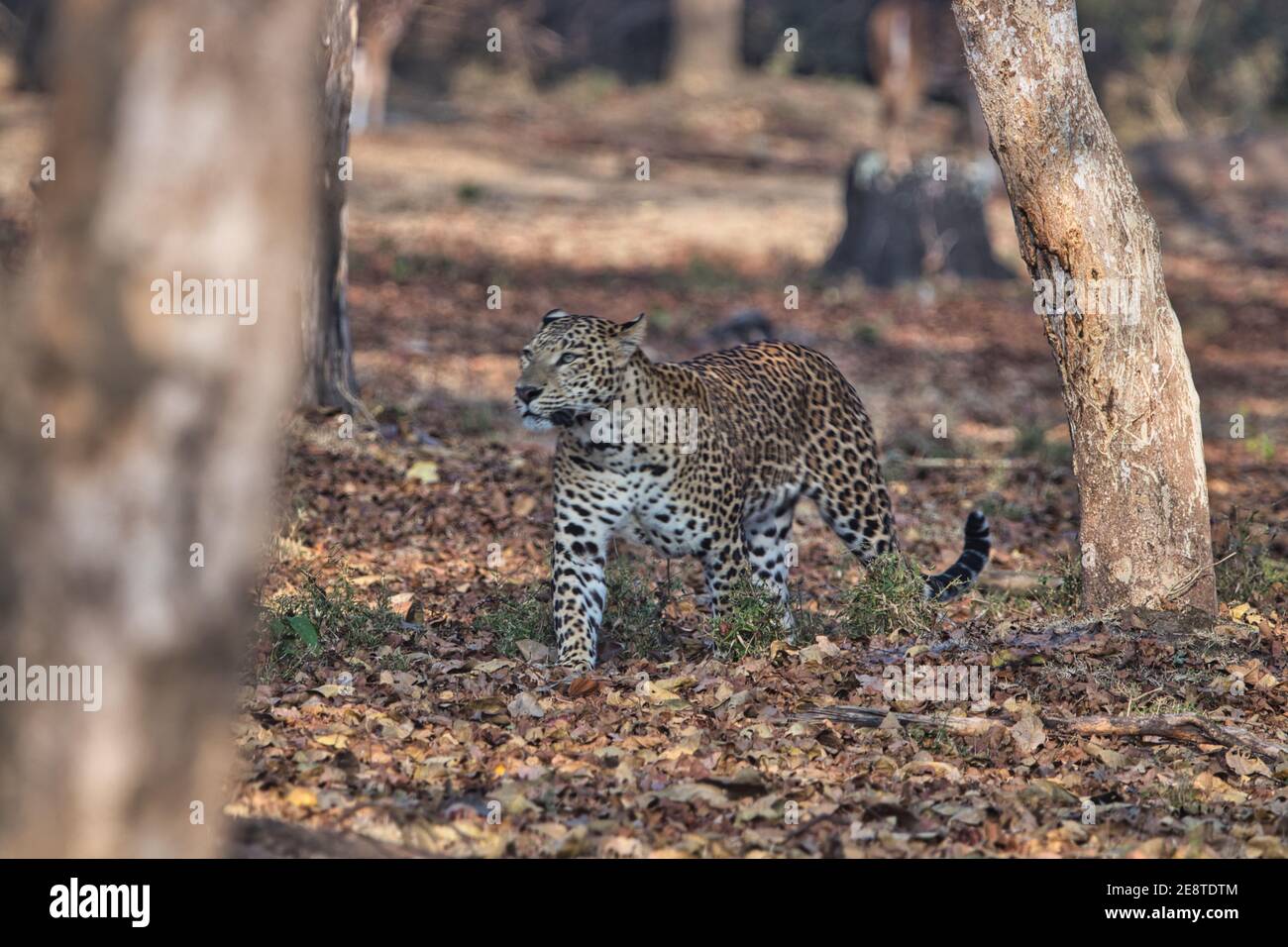 Leopard at Kabini, Nagarhole National Park, Karnataka, India Stock