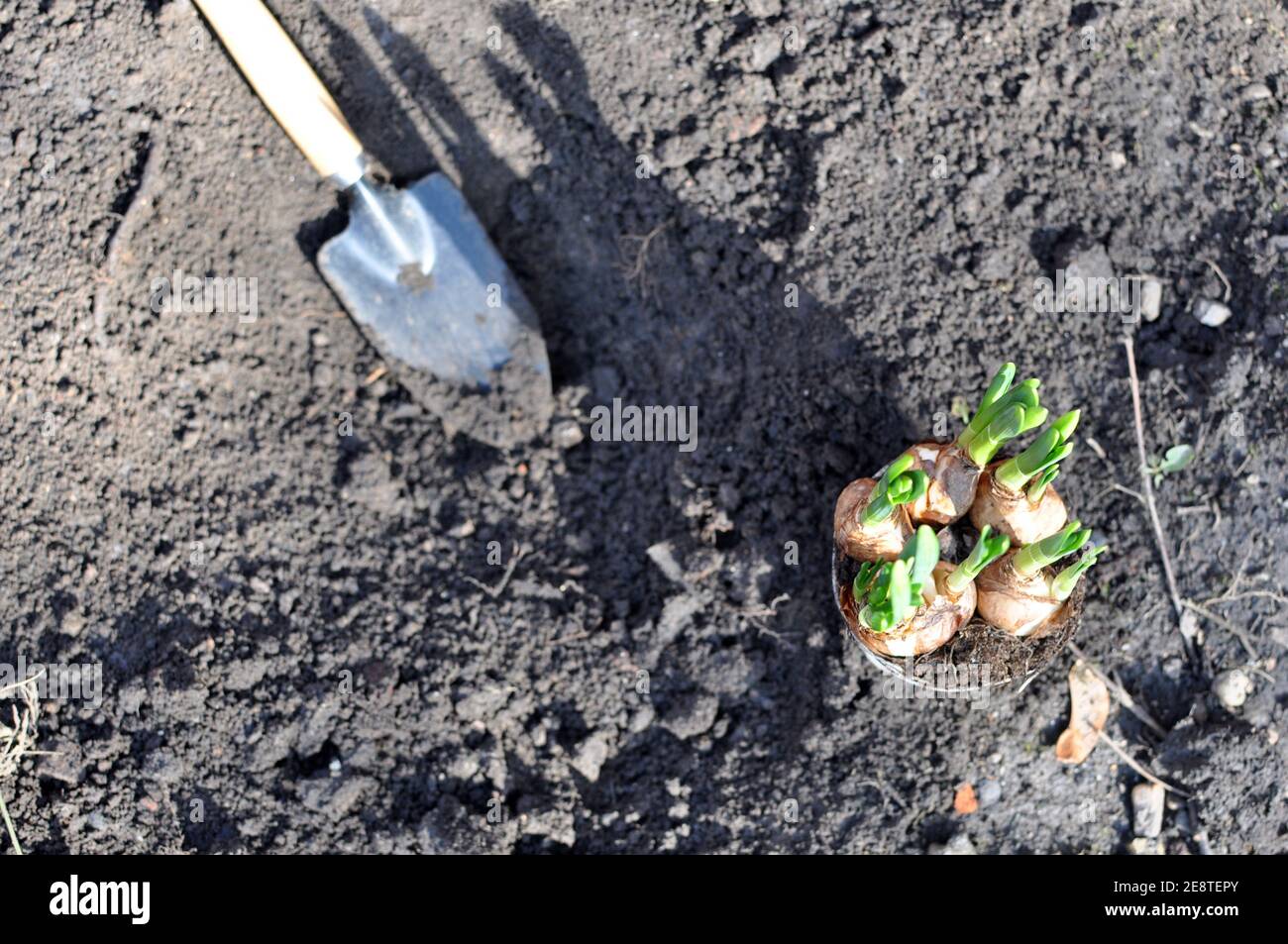 Top view of a gardening tool near plant bulbs in the garden. Stock Photo