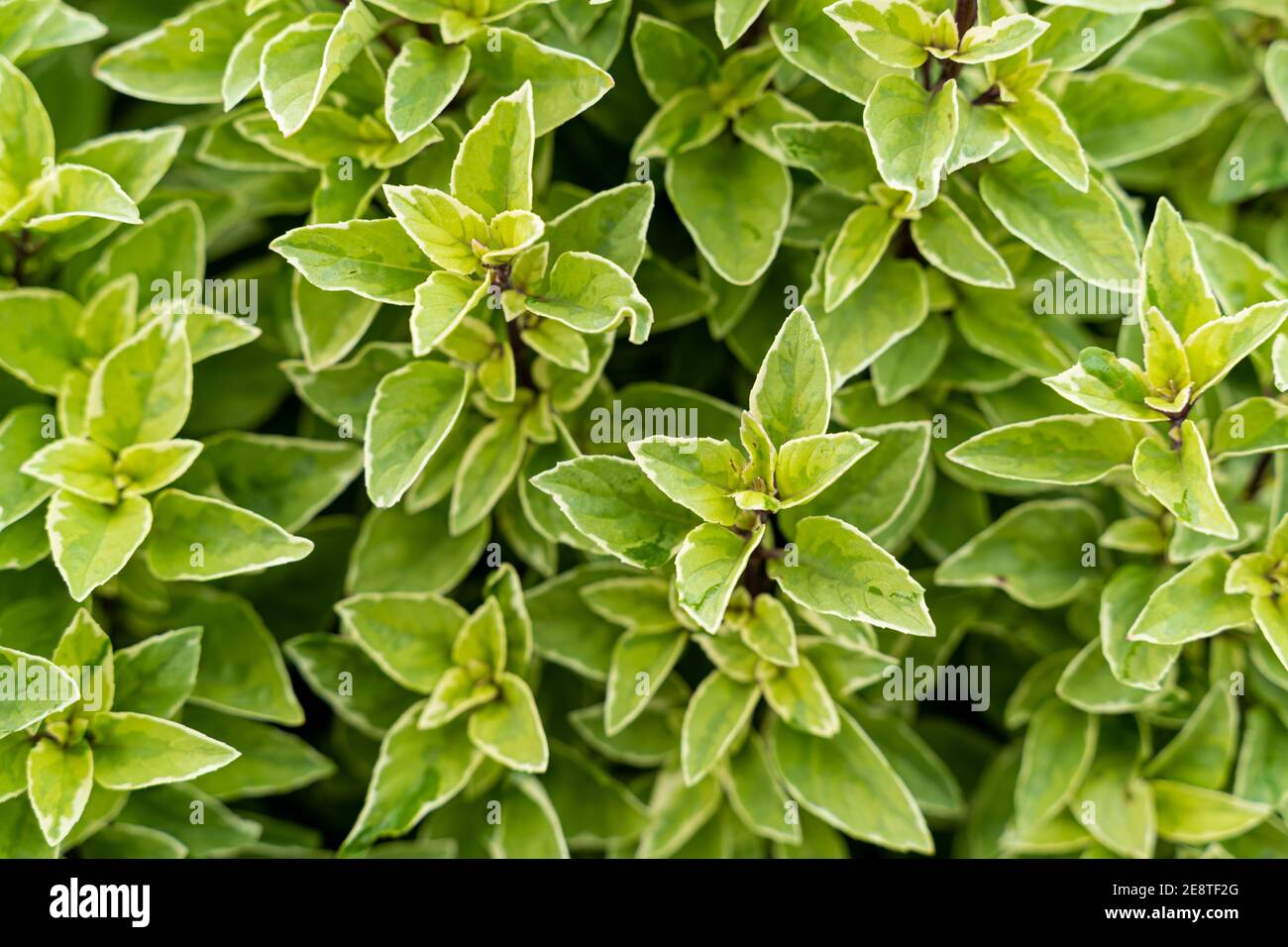 Basil plant in farm basilicum citriodorum , green leaves Stock Photo