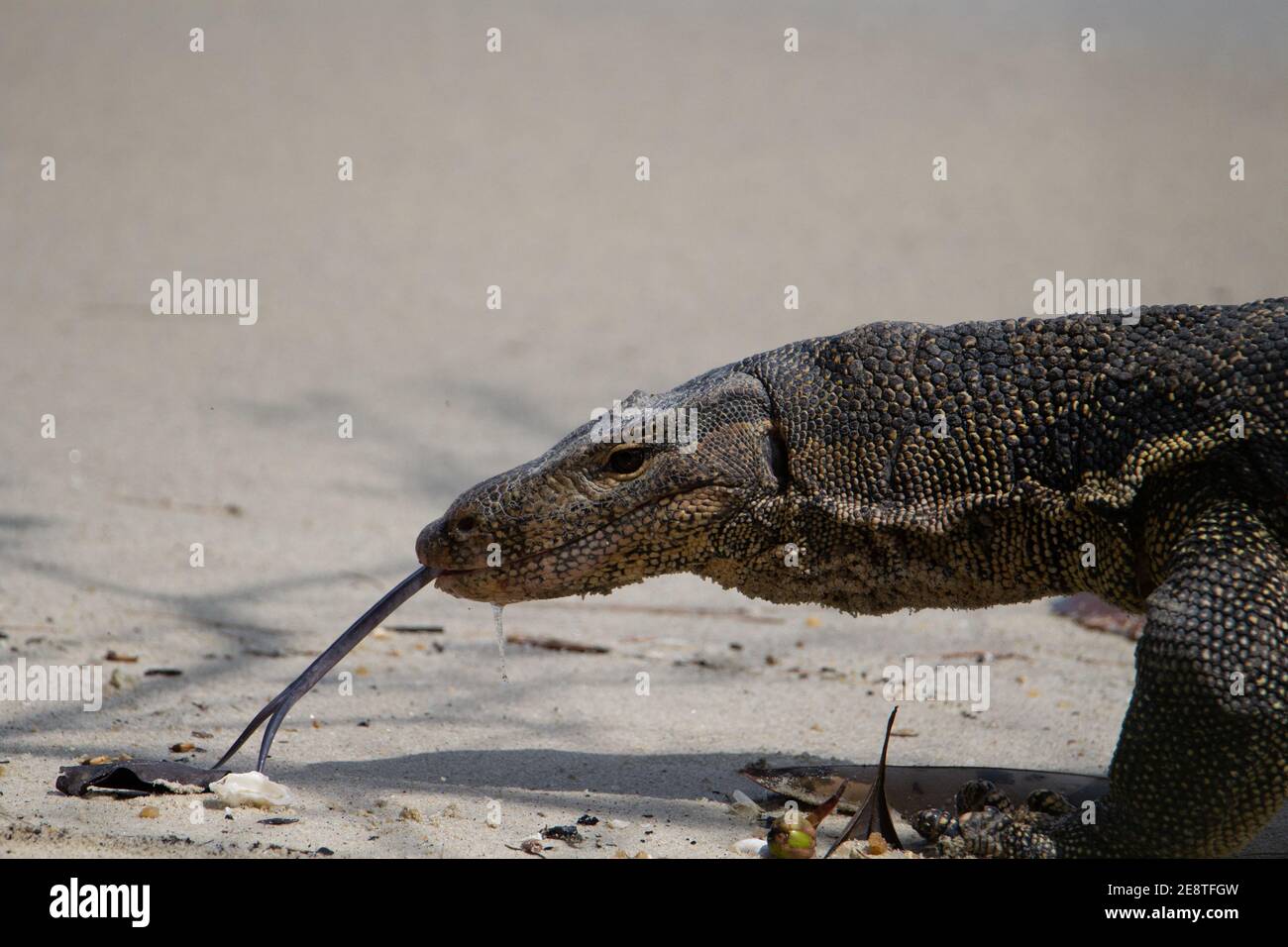 adult monitor lizard walking on the sand with his tongue out and dried leaves round his feet