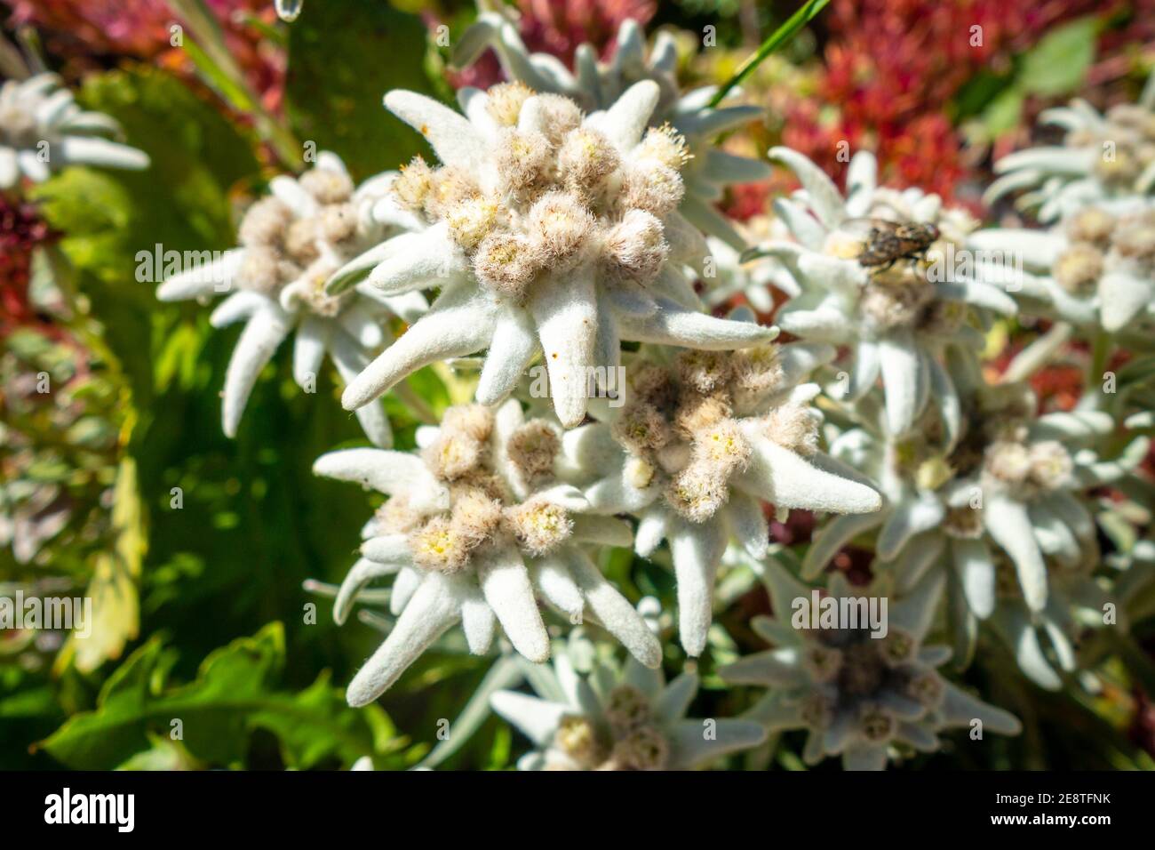 Savoy Edelweiss Hi res Stock Photography And Images Alamy savoy-edelweiss-hi-res-stock-photography-and-images-alamy