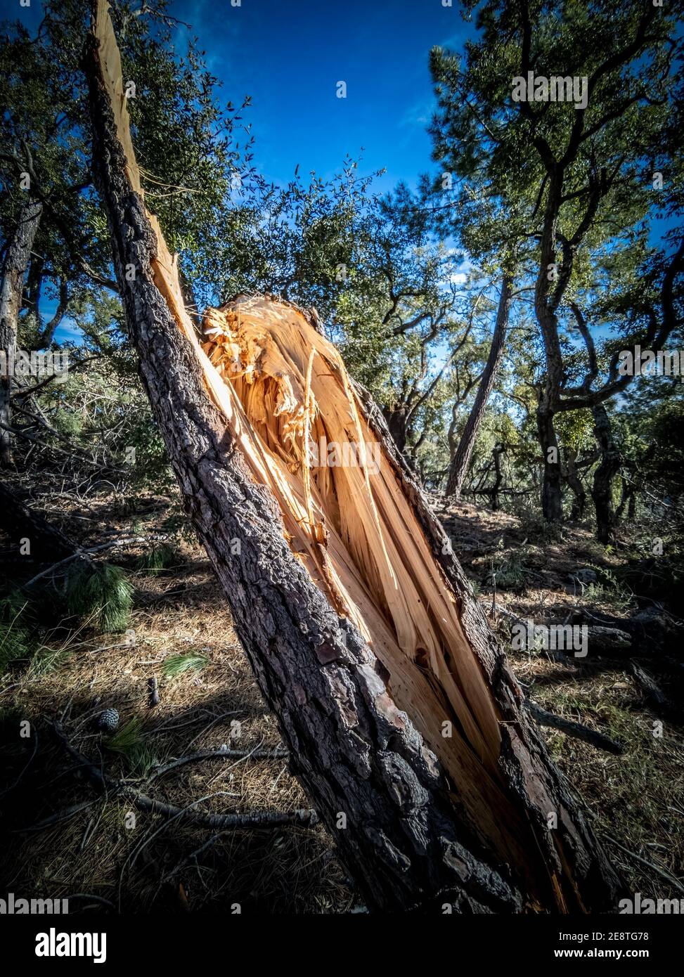 Broken pine tree trunk after the gale Stock Photo