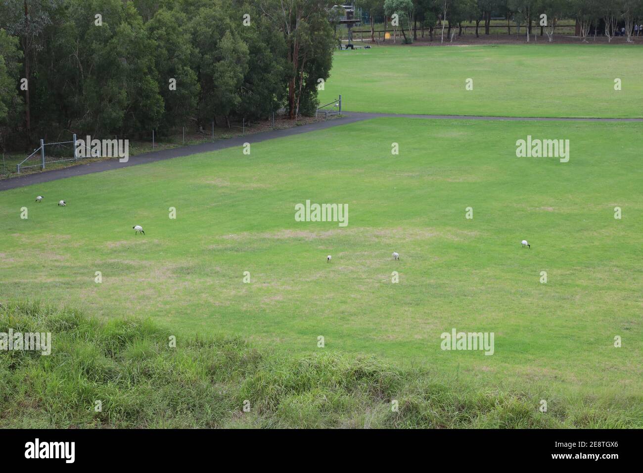 Field in Sydney Olympic Park with ibis birds. Stock Photo