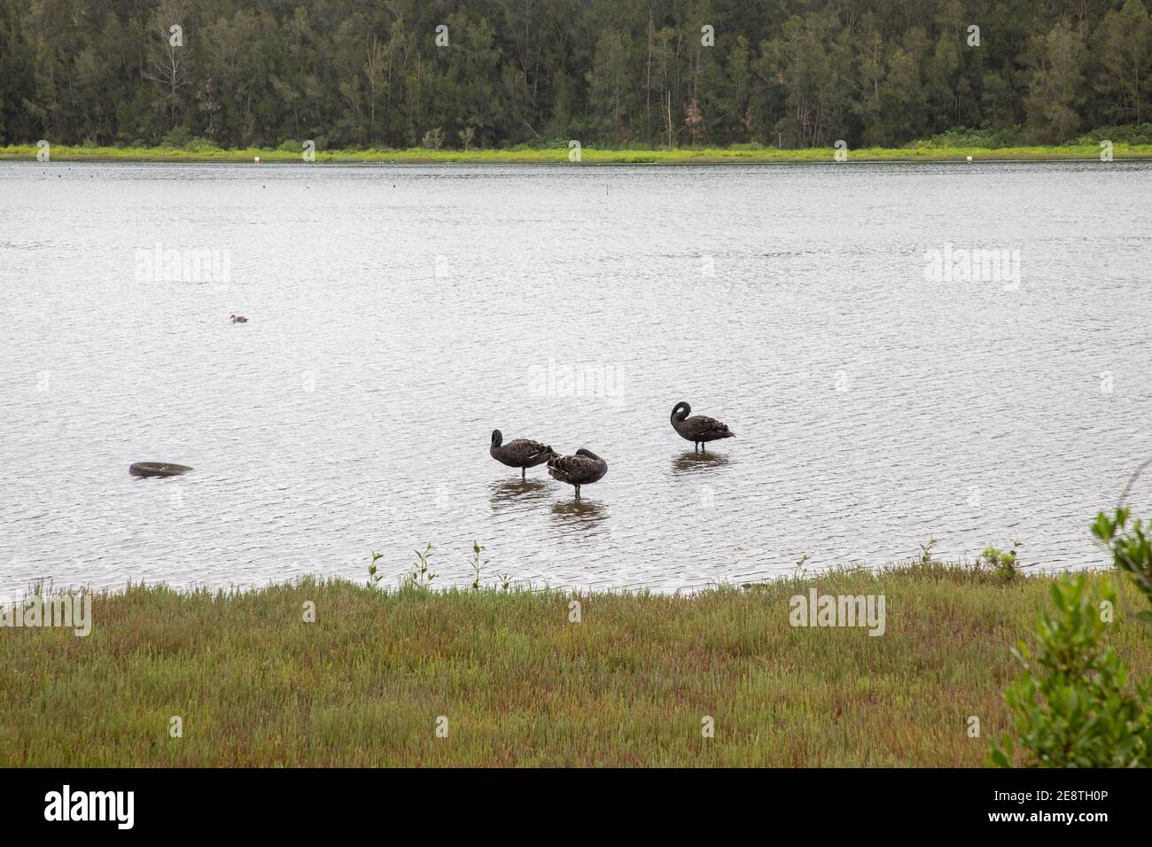 Black swans at Sydney Olympic Park. Stock Photo
