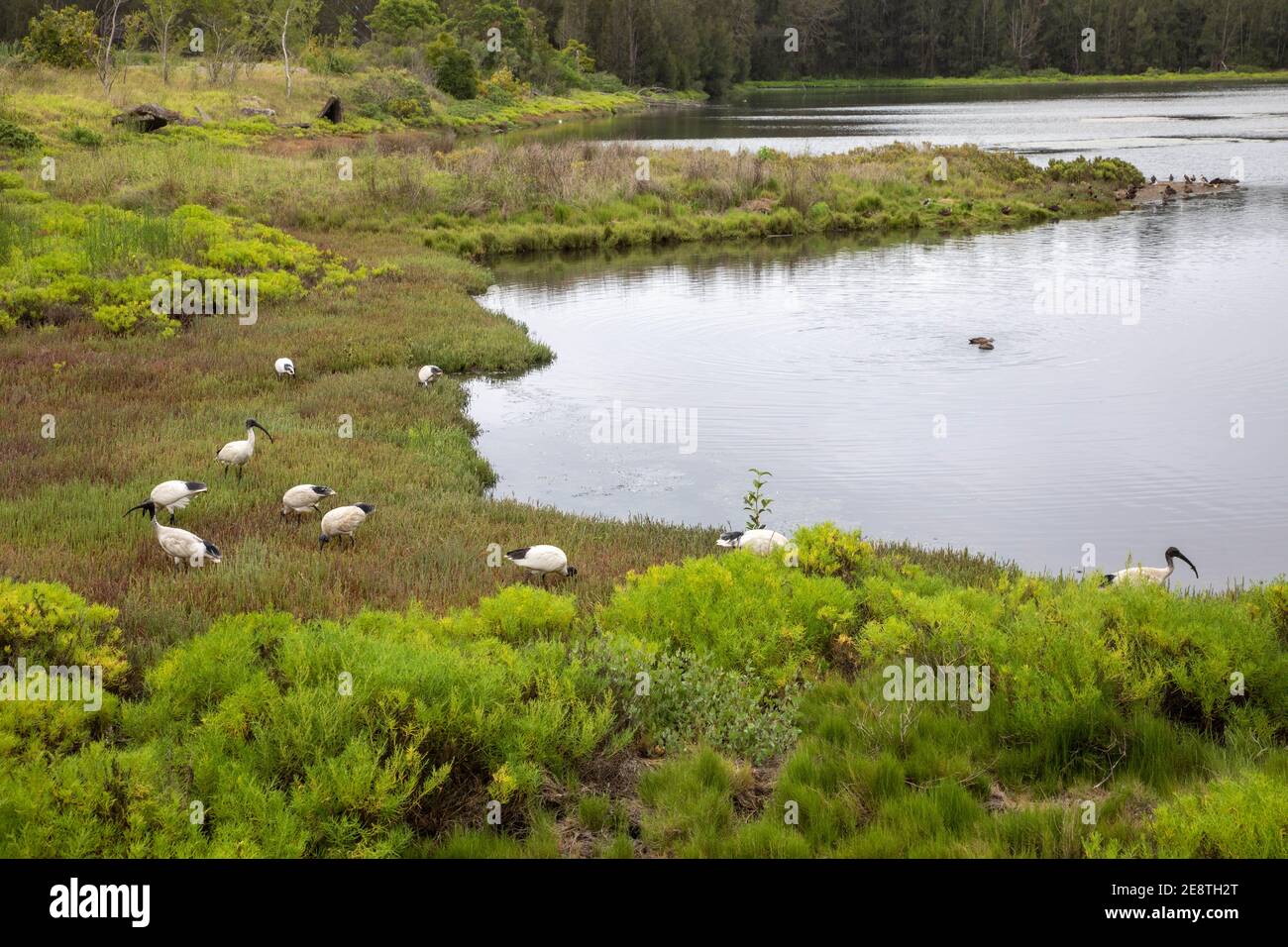 Ibis birds at Sydney Olympic Park. Stock Photo