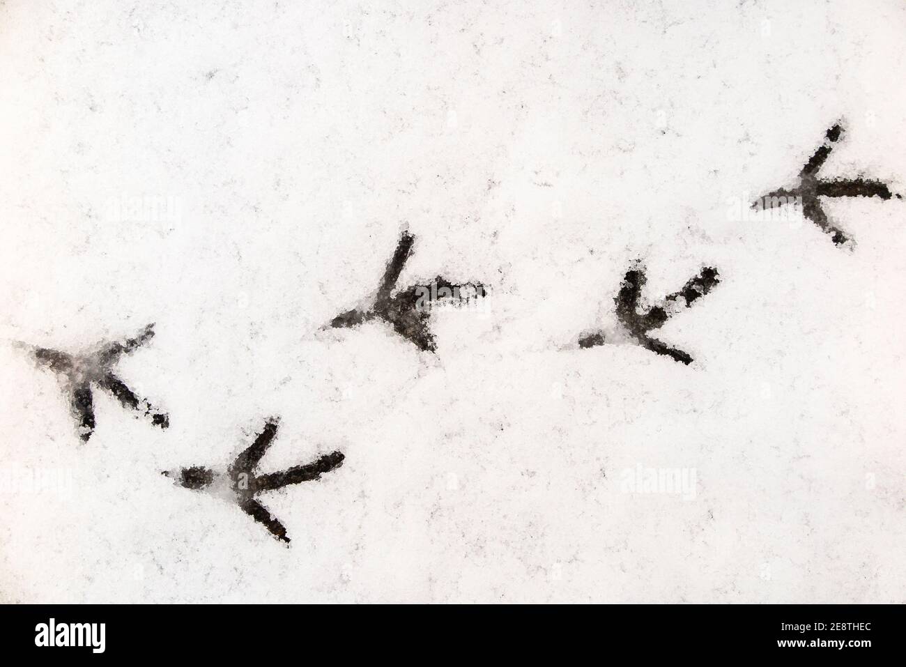 Pigeon footprints in the snow Stock Photo