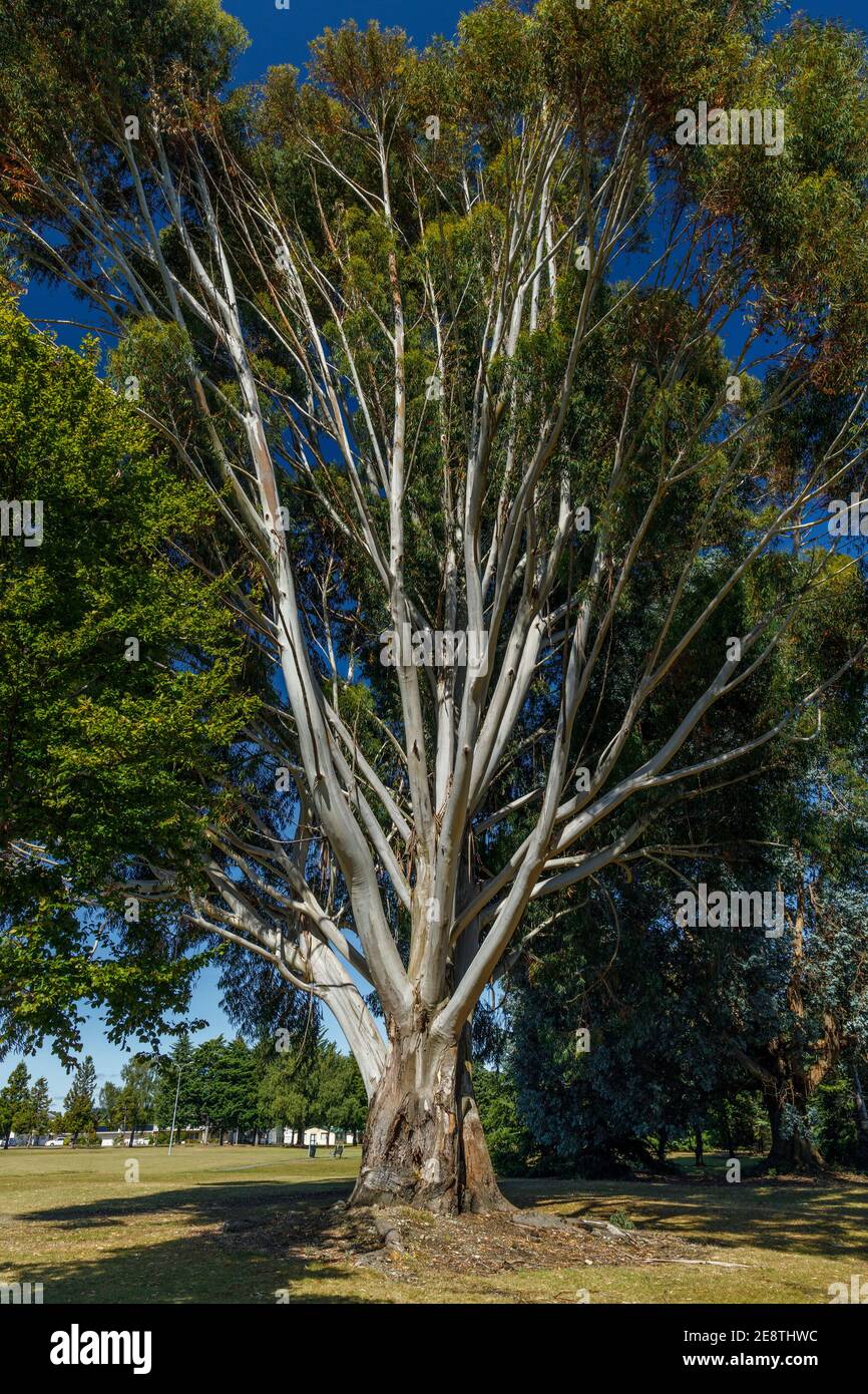 Eucalyptus Tree with it's distinctive peeling bark in Hagley Park