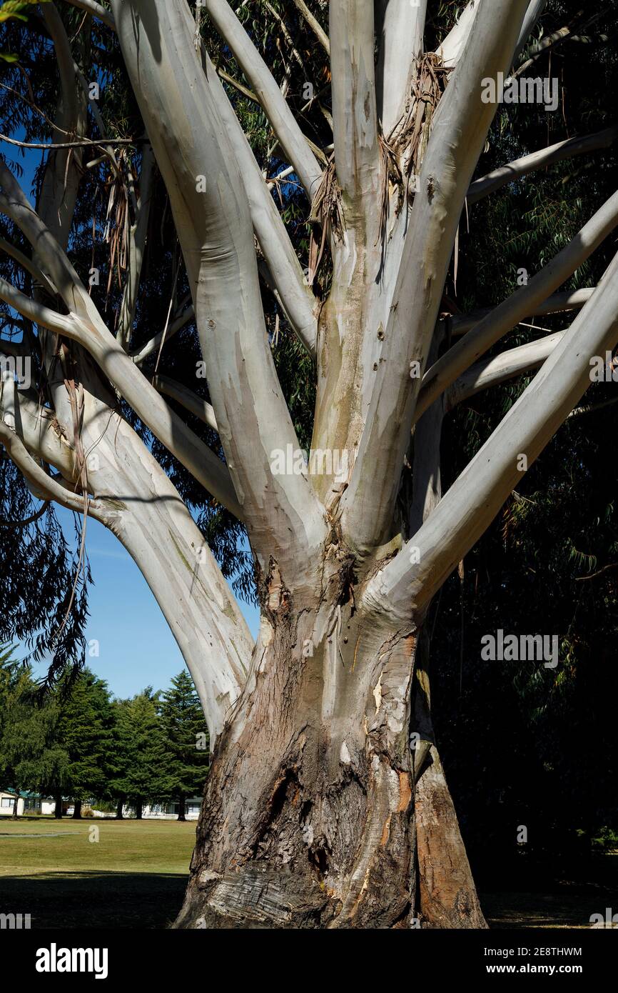 Eucalyptus Tree with it's distinctive peeling bark in Hagley Park, Christchurch, New Zealand. Stock Photo