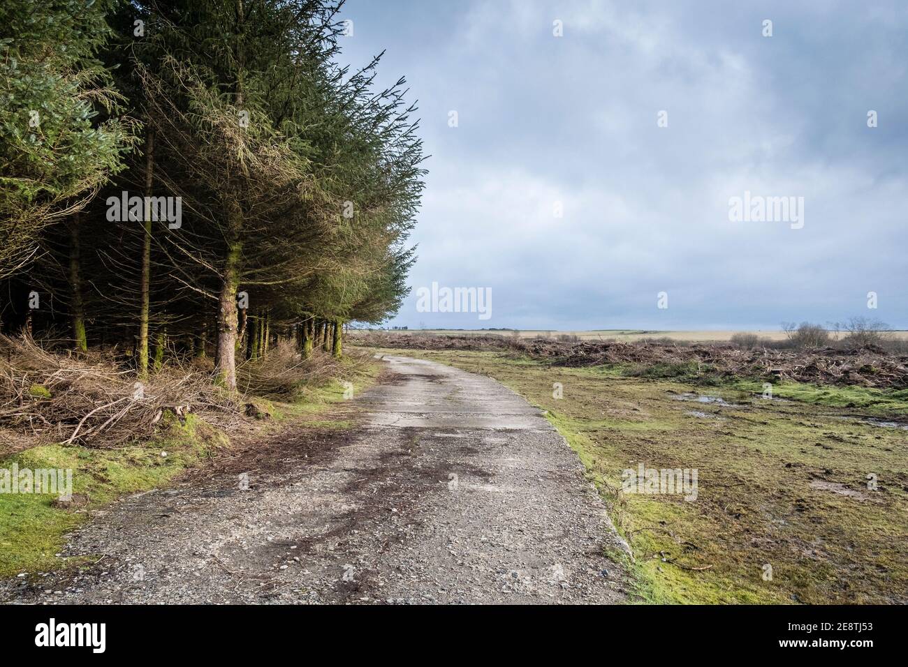 An old road around Davidstow Woods - a Sitka Spruce plantation on the disused WW2 RAF Davidstow Airfield on Bodmin Moor in Cornwall. Stock Photo