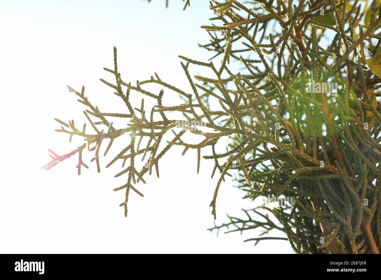 Thuja branches in sunlight, close up and space for text Stock Photo