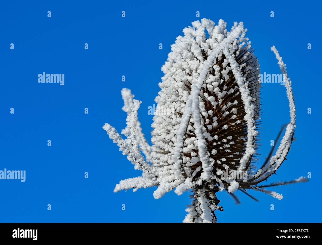 Sieversdorf, Germany. 31st Jan, 2021. The withered inflorescence of a wild cardoon is covered with hoarfrost. Credit: Patrick Pleul/dpa-Zentralbild/ZB/dpa/Alamy Live News Stock Photo