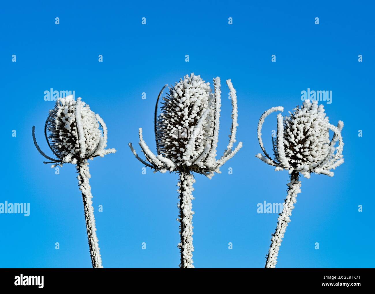 Sieversdorf, Germany. 31st Jan, 2021. The withered inflorescences of a wild cardoon are covered with hoarfrost. Credit: Patrick Pleul/dpa-Zentralbild/ZB/dpa/Alamy Live News Stock Photo