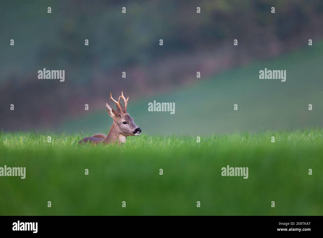 This deer enjoys the warm sun Stock Photo Alamy