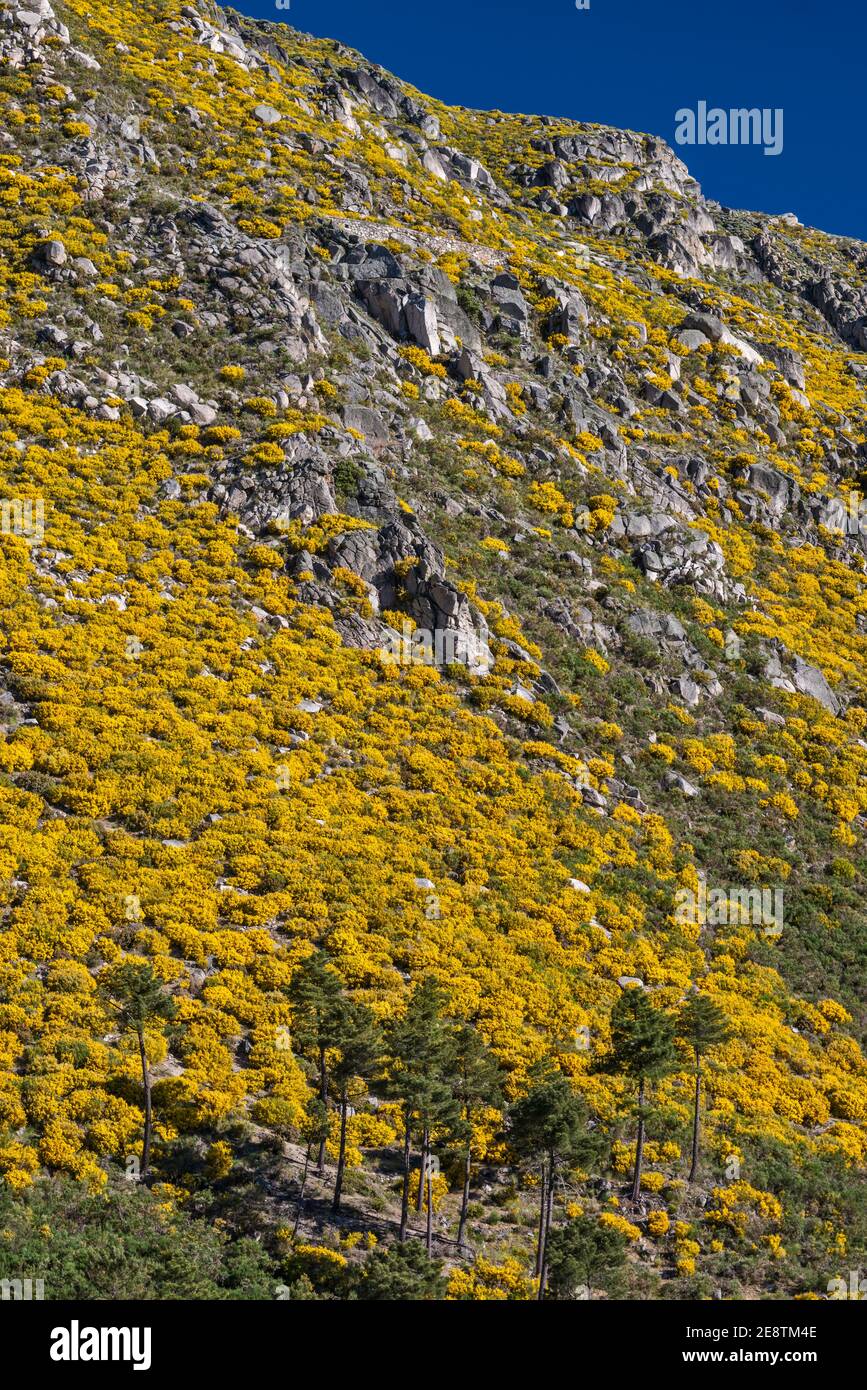 Spanish broom or hairy fruited broom bushes, in blossom, at slope in Vale do Rio Zezere, Serra da Estrela Natural Park, Centro region, Portugal Stock Photo