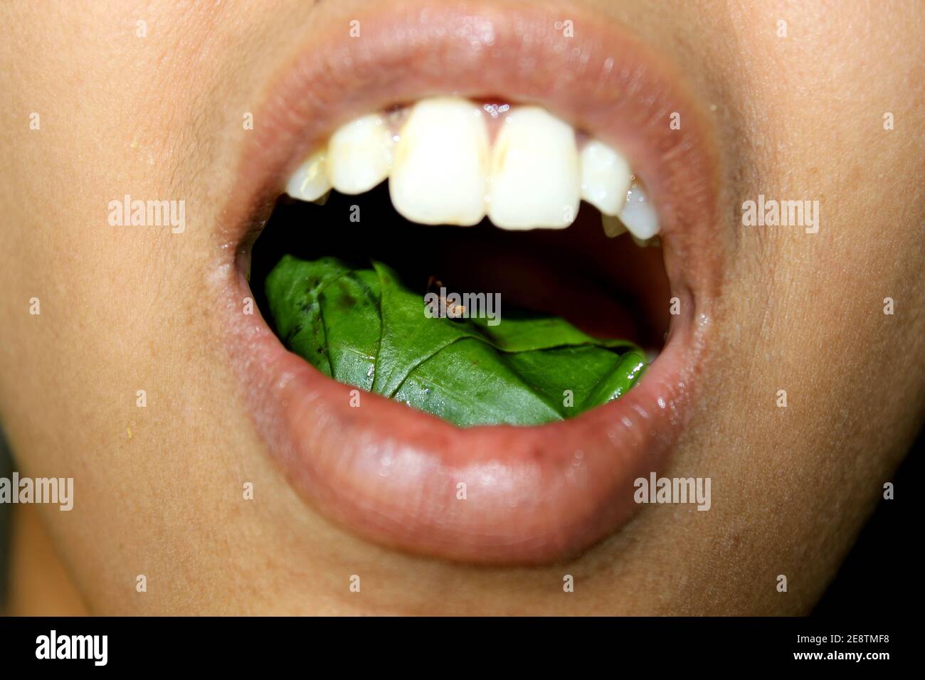 Betal nut Chewing, Paan, India Herbal Mouth freshener after eating food Stock Photo