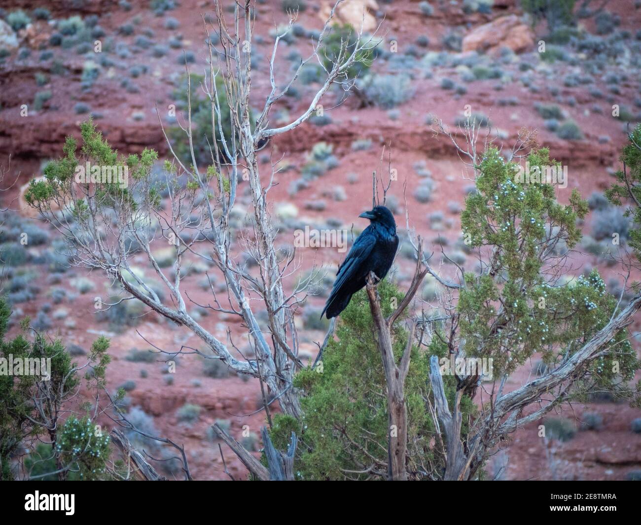 Black raven Corvus Corax in tree on Valley of the Gods drive Utah on a clear fall day at sunset Stock Photo