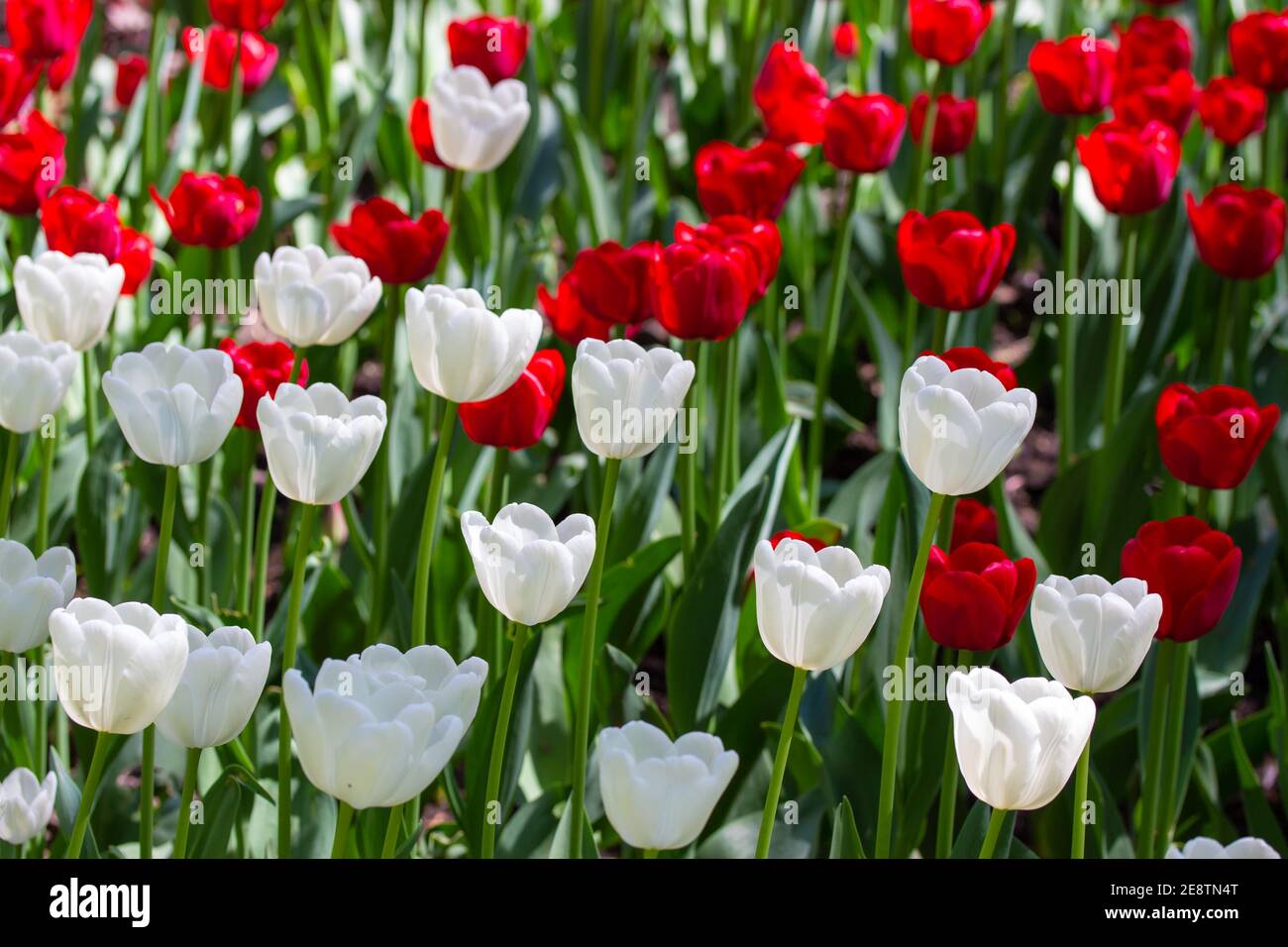 Red white tulip, set of outdoor spring flowers. Natural flowers Dutch