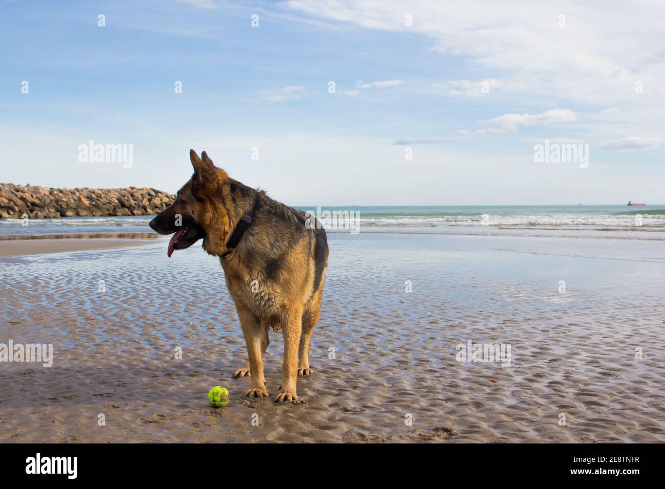 German Shepherd playing with a tennis ball at Mediterranean beach Stock