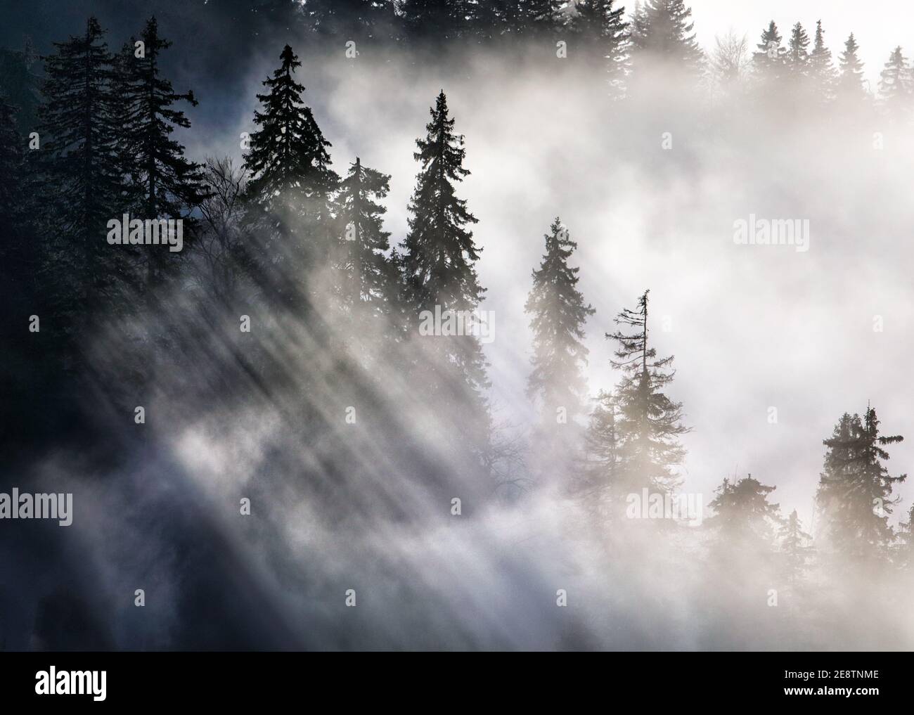 Sunbeam over pine trees - abstract landscape with rays Stock Photo