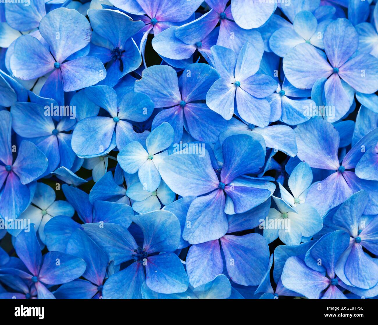 Top view of blue hydrangea flowers grown in a botanical garden ...