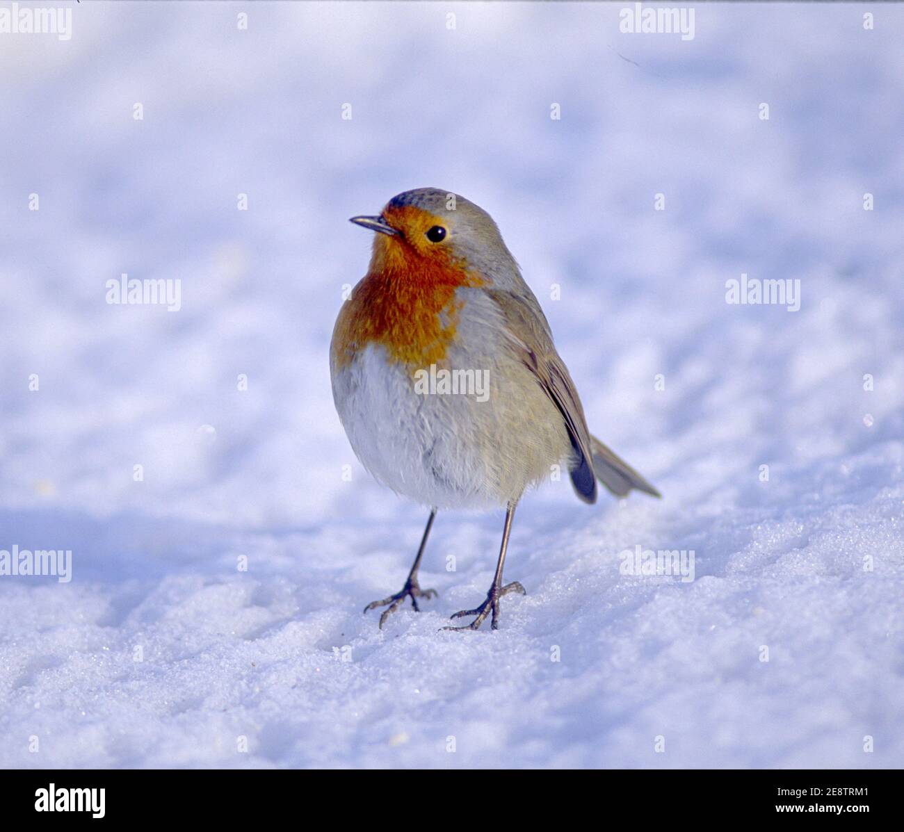 A UK robin (Erithacus rubella) foraging for food after a fresh snowfall. Stock Photo