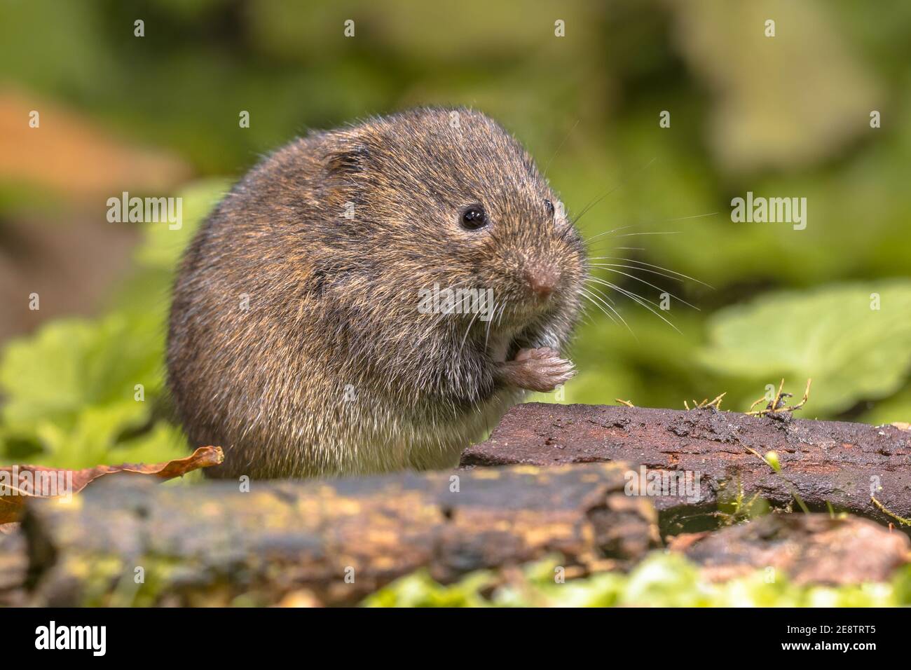 Field vole or short-tailed vole (Microtus agrestis) walking in natural habitat green forest environment. Stock Photo