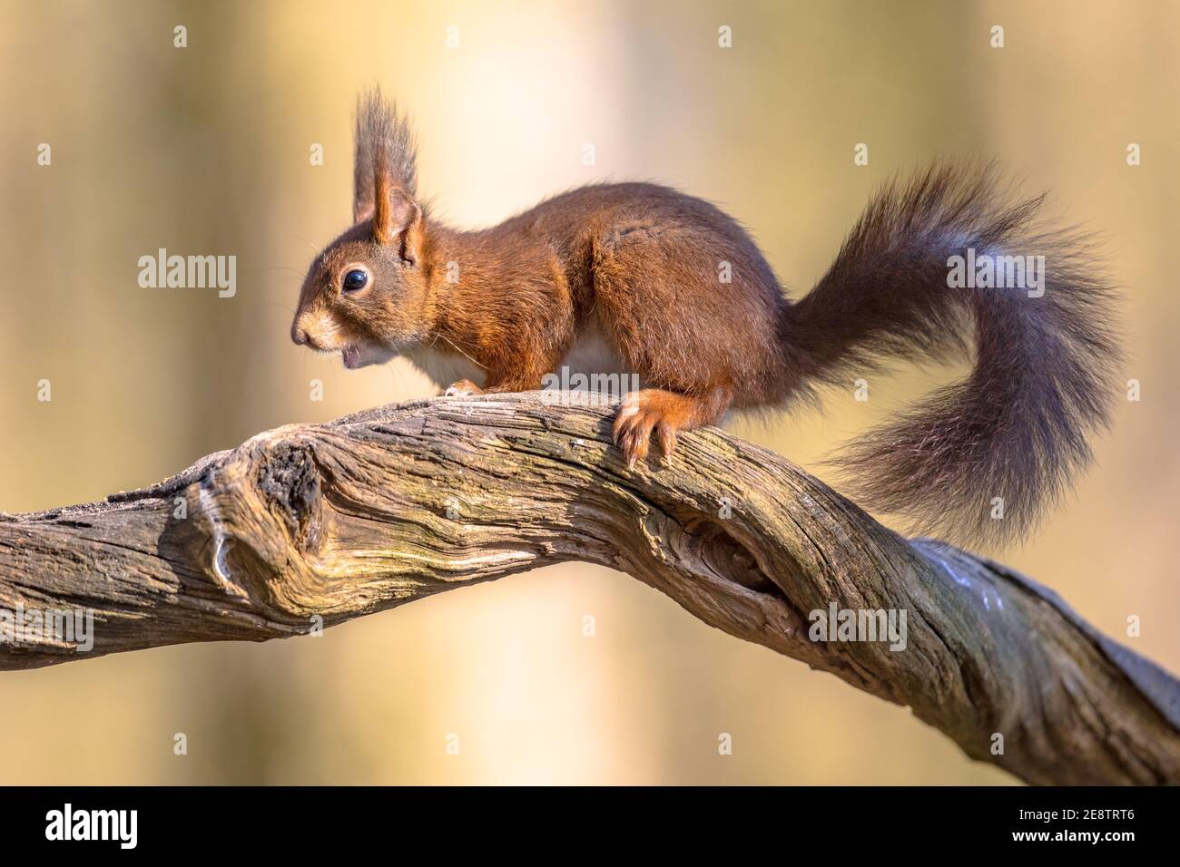 Eurasian red squirrel (Sciurus vulgaris) on trunk in forest and looking for danger. Achterhoek, Gelderland, Netherlands. Wildlife scenen in nature of Stock Photo