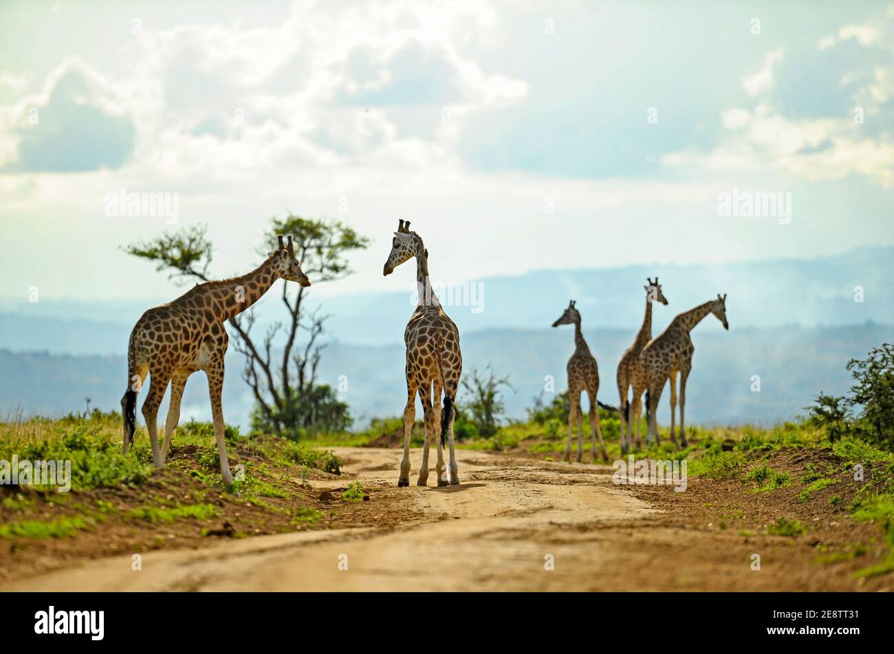 Wild Giraffes roam freely in the Murchison Game reserve in Uganda. Africa. Stock Photo