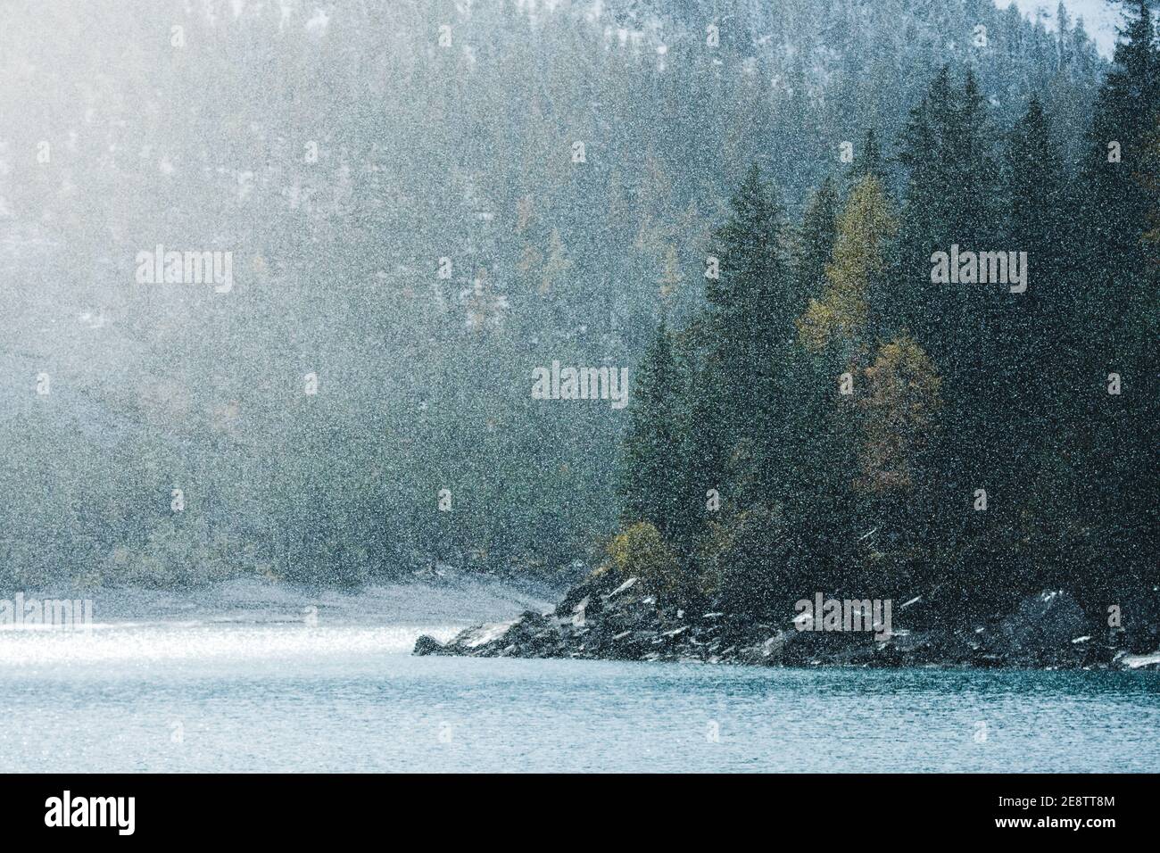 Snowfall in the larch forest hi-res stock photography and images - Alamy